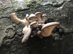 Pleurotus ostreatus