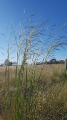 Austrostipa bigeniculata
