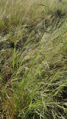 Austrostipa bigeniculata