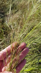 Austrostipa bigeniculata