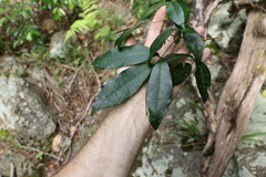 Acronychia pubescens