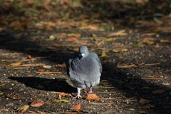 Columba livia domestica