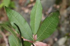 Acronychia pubescens