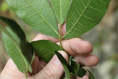 Acronychia pubescens