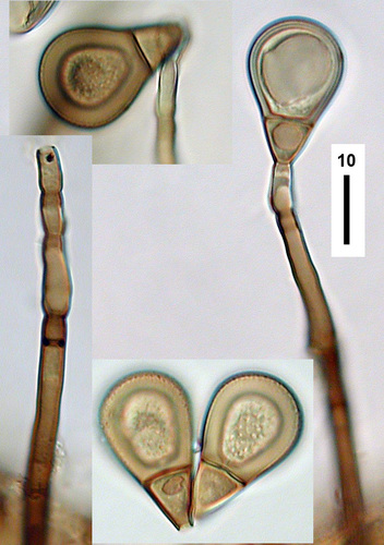 Endophragmia observed 2006-05-11