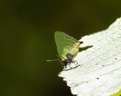 Cyanophrys pseudolongula