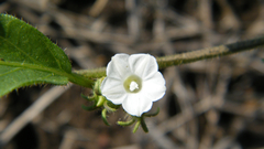 Ipomoea coscinosperma