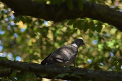 Columba palumbus