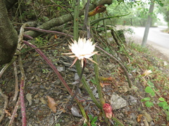 Selenicereus spinulosus