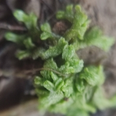 Riccia cavernosa