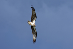 Pandion haliaetus