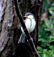 Parus minor commixtus