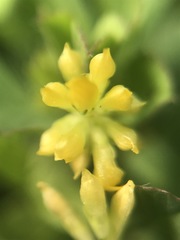 Trifolium dubium