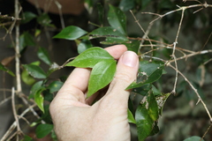 Jasminum jenniae