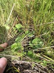 Dichondra donelliana