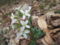 Cardamine angustata