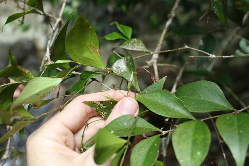 Image of Jasminum jenniae by (c) Greg Tasney, some rights reserved (CC BY-SA)