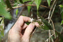 Jasminum jenniae