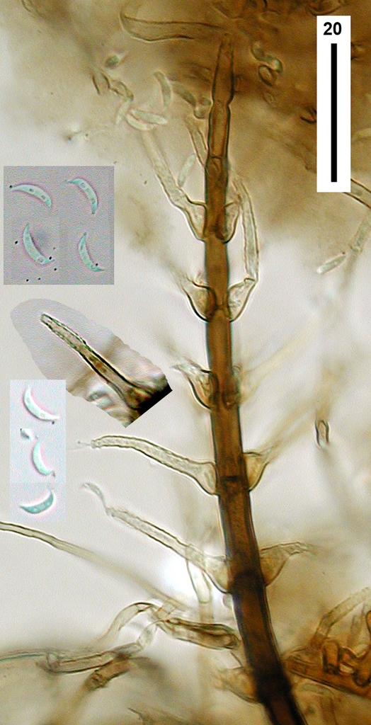 Selenosporella