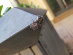 Halyomorpha halys