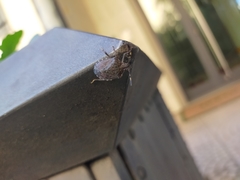Halyomorpha halys