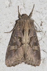 Trigonophora jodea