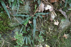 Asplenium attenuatum