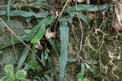 Asplenium attenuatum