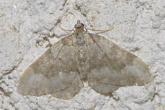 Coenotephria ablutaria