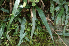 Asplenium attenuatum