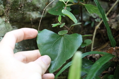 Barklya syringifolia