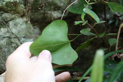Barklya syringifolia