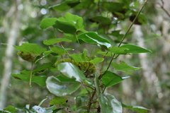 Barklya syringifolia