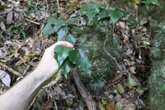 Barklya syringifolia