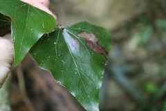 Barklya syringifolia