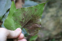 Barklya syringifolia