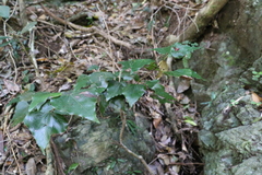 Barklya syringifolia
