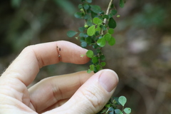 Phyllanthus microcladus