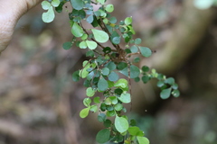 Phyllanthus microcladus