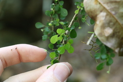 Phyllanthus microcladus