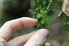 Phyllanthus microcladus