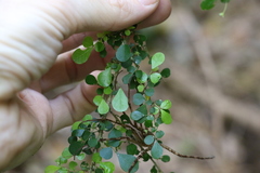 Phyllanthus microcladus