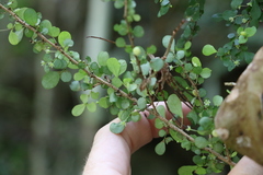 Phyllanthus microcladus