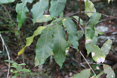 Flindersia bennettii