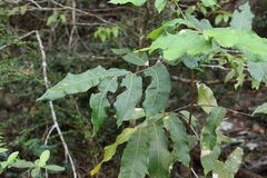Flindersia bennettii