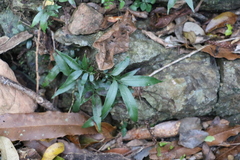 Arthropteris tenella