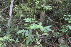 Flindersia bennettii