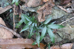 Arthropteris tenella