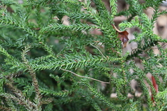 Araucaria cunninghamii