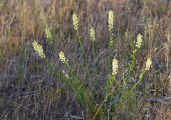 Stackhousia aspericocca